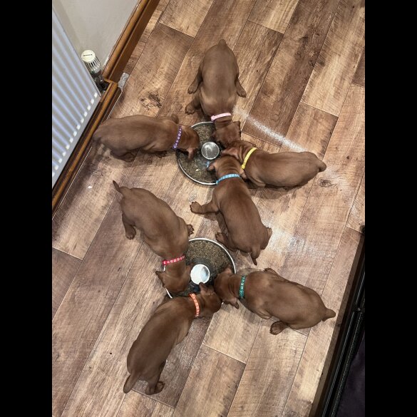 Hungarian Vizsla - Both