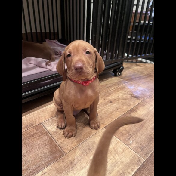 Hungarian Vizsla - Both