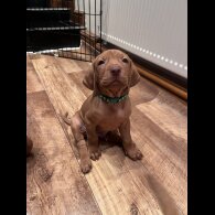 Hungarian Vizsla - Both