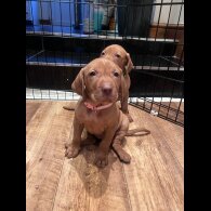 Hungarian Vizsla - Both