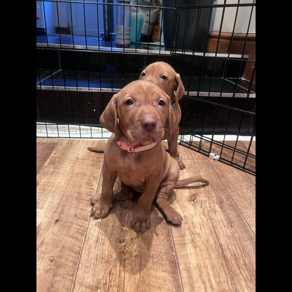 Hungarian Vizsla - Both