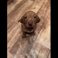 Hungarian Vizsla - Both