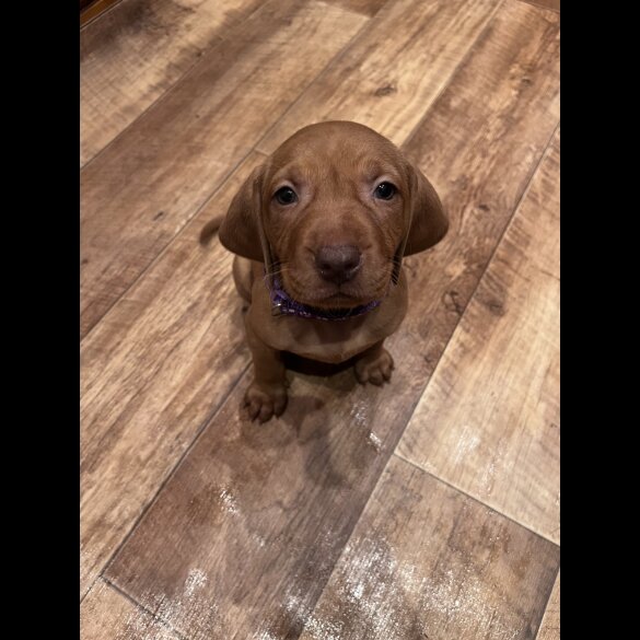Hungarian Vizsla - Both