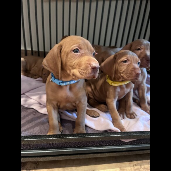 Hungarian Vizsla - Both