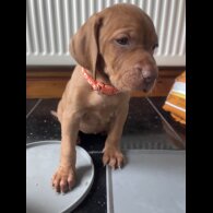 Hungarian Vizsla - Both