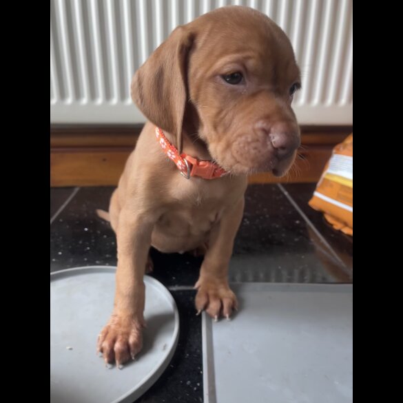 Hungarian Vizsla - Both