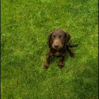 Hungarian Vizsla - Both