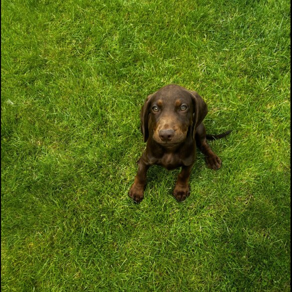 Hungarian Vizsla - Both