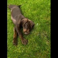Hungarian Vizsla - Both