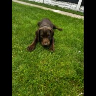 Hungarian Vizsla - Both