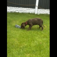 Hungarian Vizsla - Both