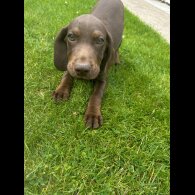 Hungarian Vizsla - Both