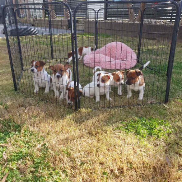 Jack Russell - Both