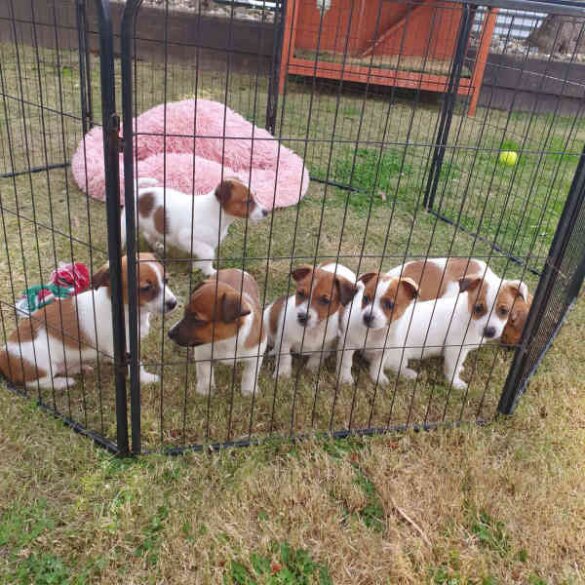 Jack Russell - Both