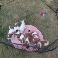 Jack Russell - Both