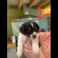 Jack Russell - Dogs