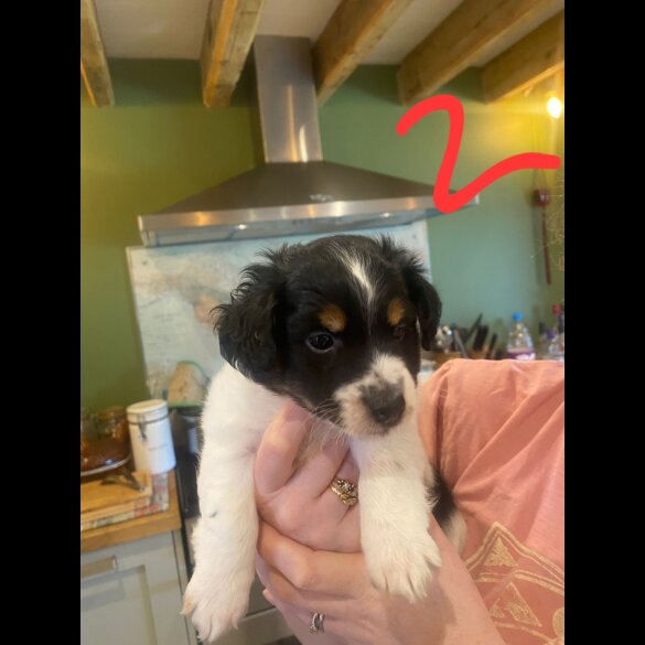 Jack Russell - Dogs