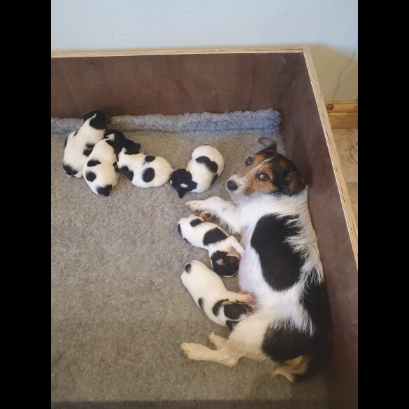 Jack Russell - Dogs