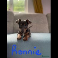Jack Russell - Both