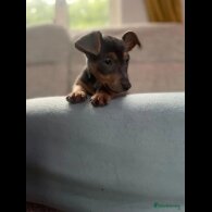 Jack Russell - Both