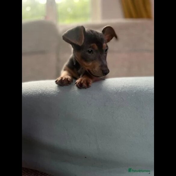 Jack Russell - Both