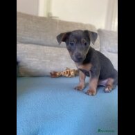 Jack Russell - Both