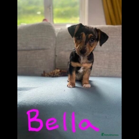 Jack Russell - Both