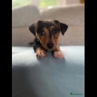 Jack Russell - Both