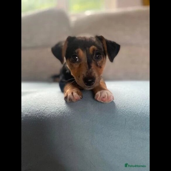 Jack Russell - Both