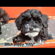Jackapoo - Both
