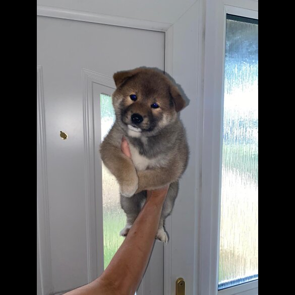 Japanese Shiba Inu - Bitches