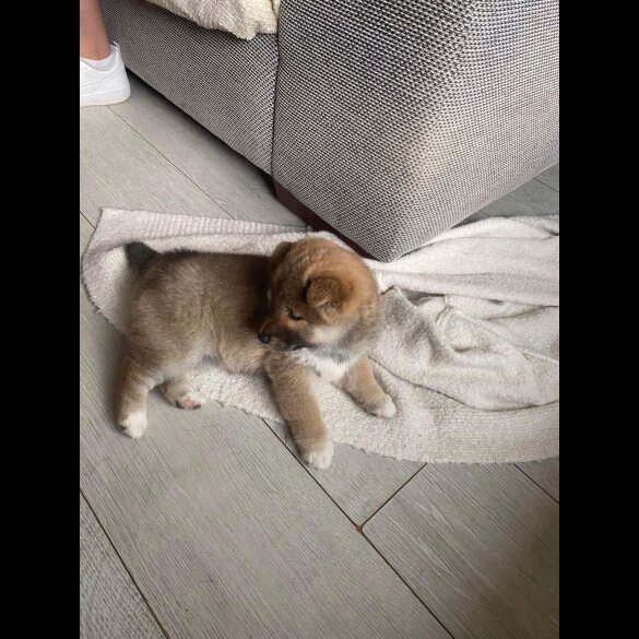 Japanese Shiba Inu - Bitches