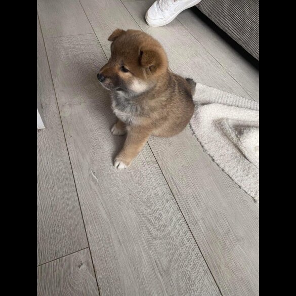 Japanese Shiba Inu - Bitches