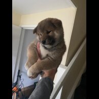 Japanese Shiba Inu - Bitches