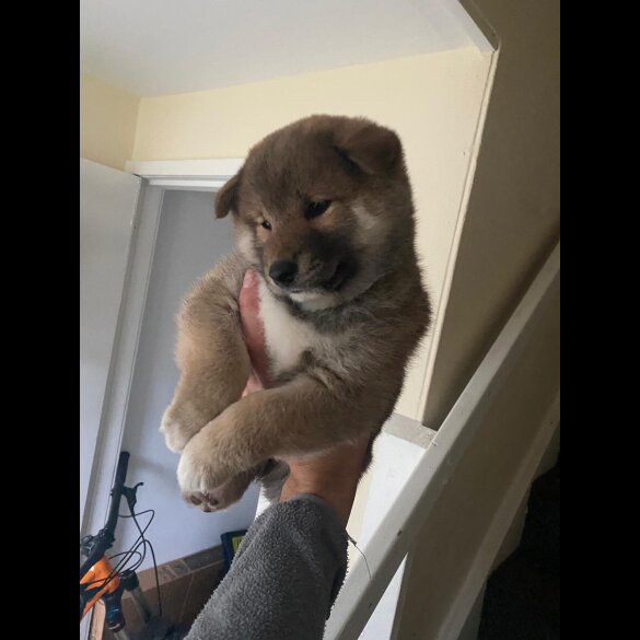 Japanese Shiba Inu - Bitches