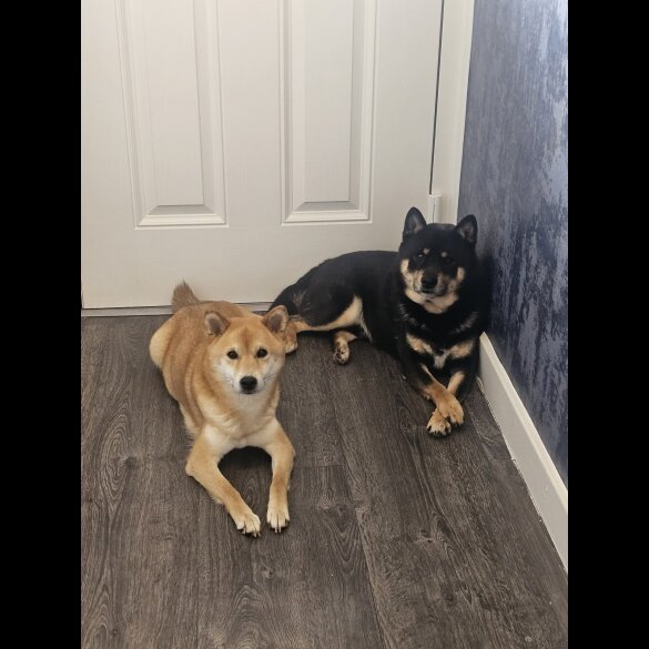 Japanese Shiba Inu - Both