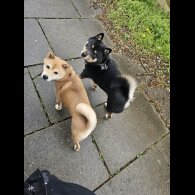 Japanese Shiba Inu - Both