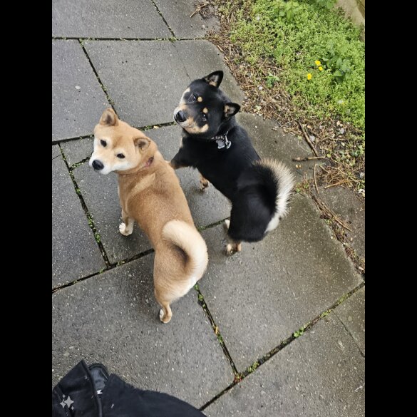 Japanese Shiba Inu - Both