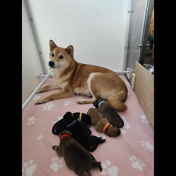 Japanese Shiba Inu - Both