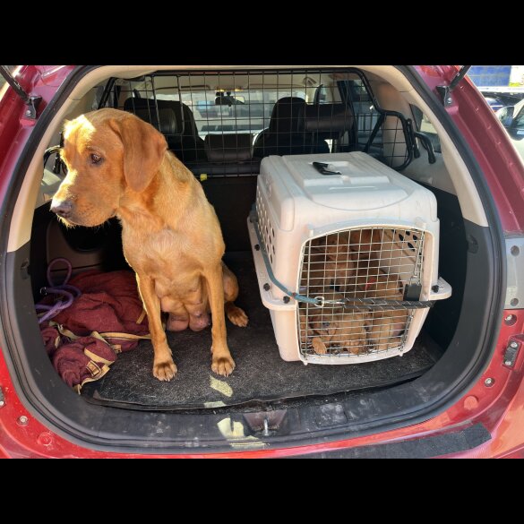 Labrador Retriever - Dogs