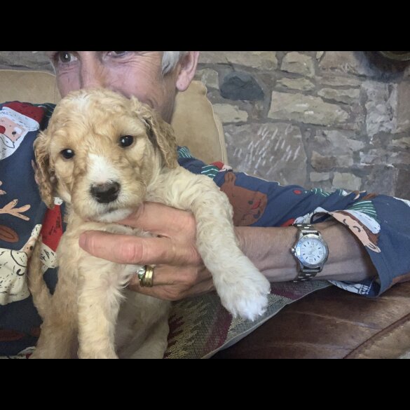 Labradoodle - Both