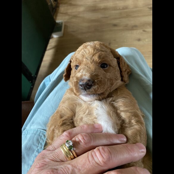 Labradoodle - Both