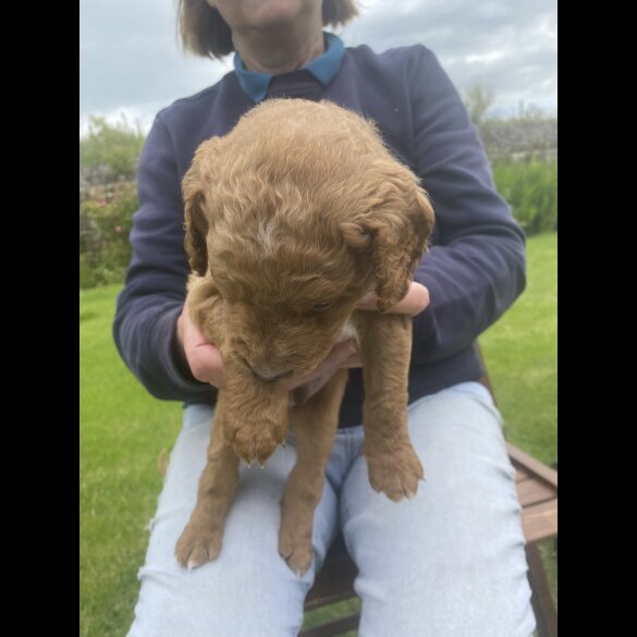 Labradoodle - Both