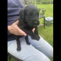 Labradoodle - Both