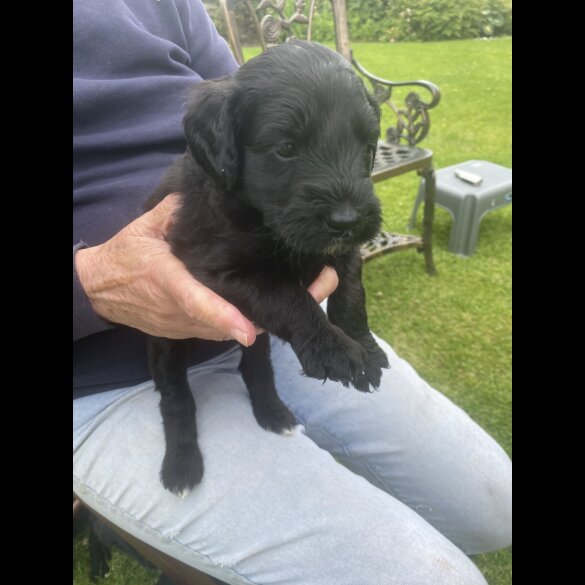 Labradoodle - Both