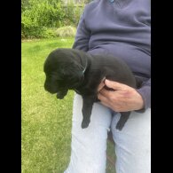 Labradoodle - Both