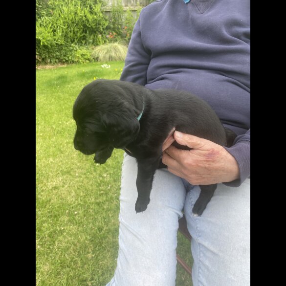 Labradoodle - Both