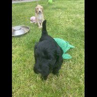 Labradoodle - Both