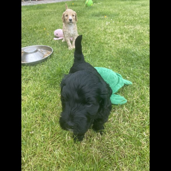 Labradoodle - Both