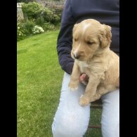 Labradoodle - Both